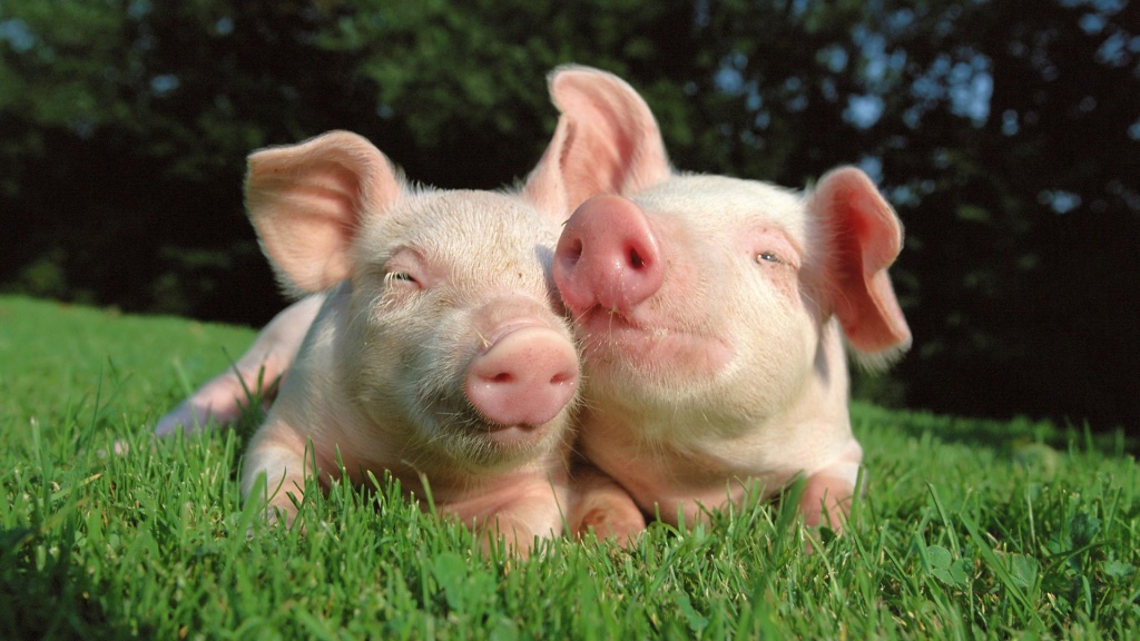 Выращивание свиней на приусадебном хозяйстве.jpg