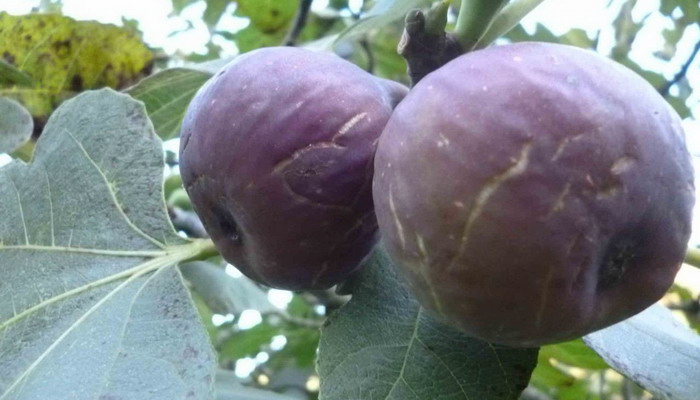 Абхазский фиолетовый сорт инжира.jpg