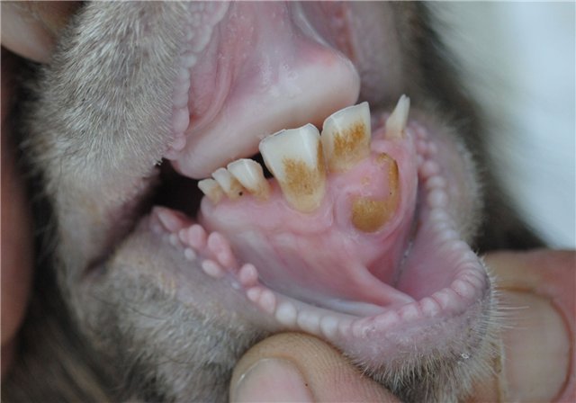 Зубы козы