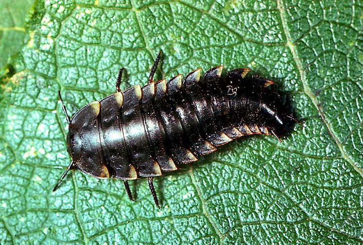Личинка мертвоеда (Silphidae).jpg