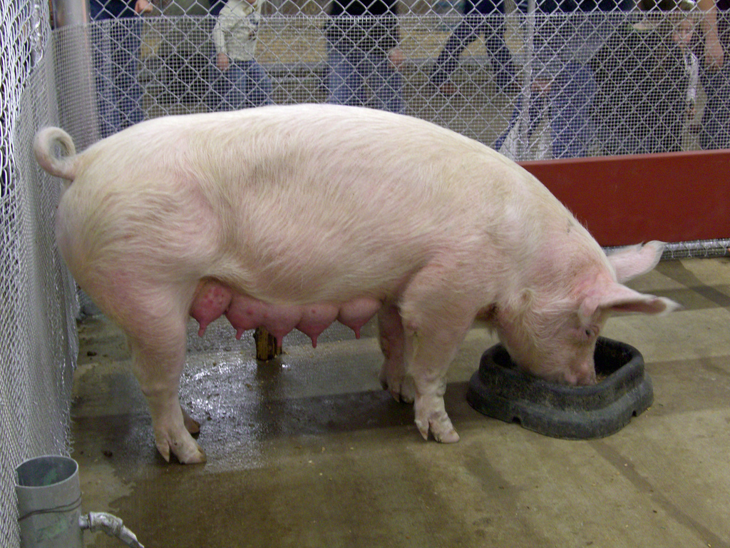 Разведение свиней.jpg