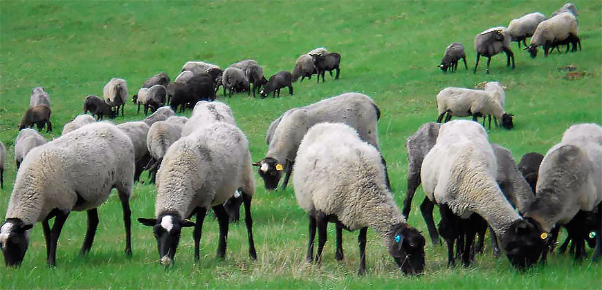 Отара овец на пастбище