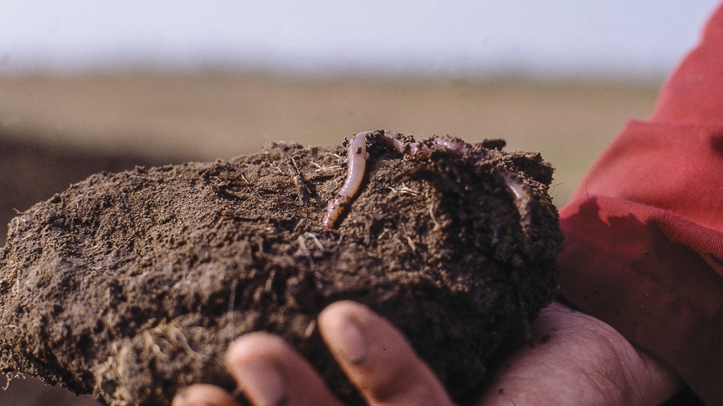 Органика для улучшения свойств почвы.jpg