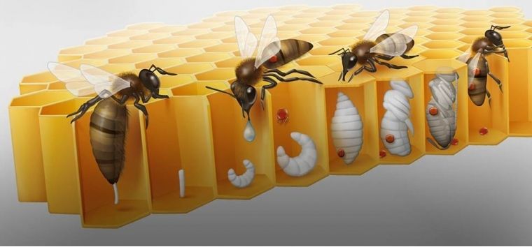 Способ заражения пчел Варроатозом