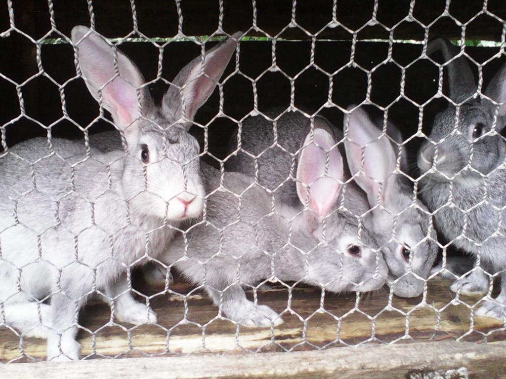 Выращивание кроликов