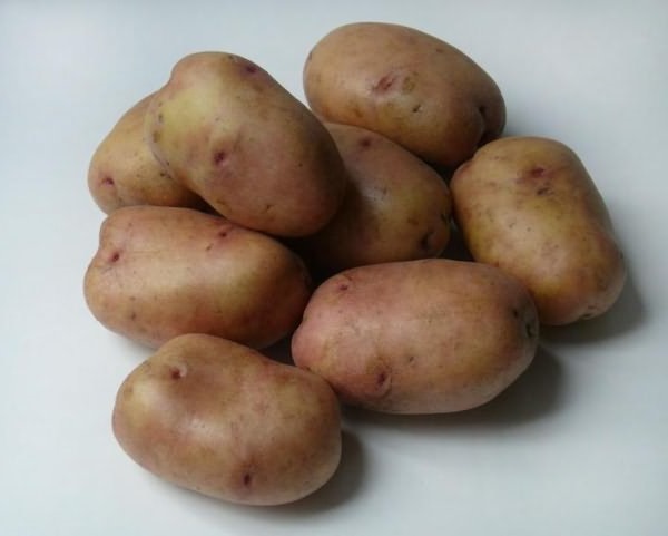Сорт картофеля Зарница.jpg