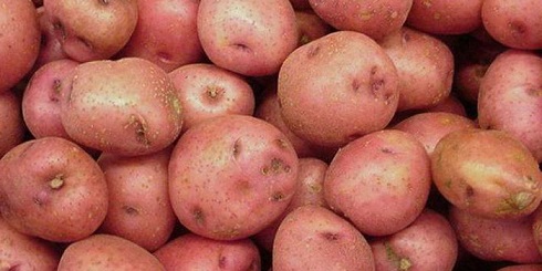 Сорт картофеля Зарево.jpg