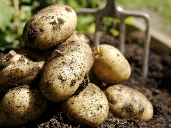 Разновидности картофеля.jpg