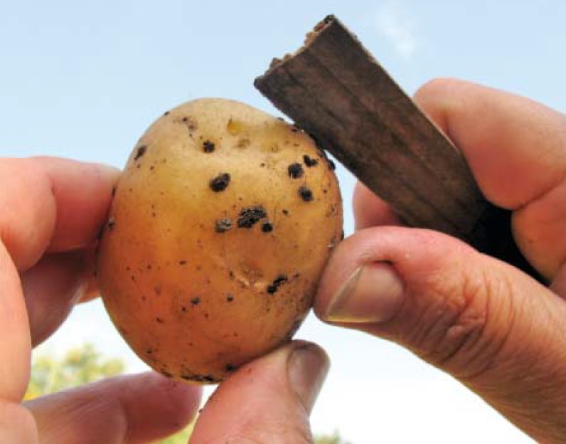 Ризоктониоз картофеля.jpg
