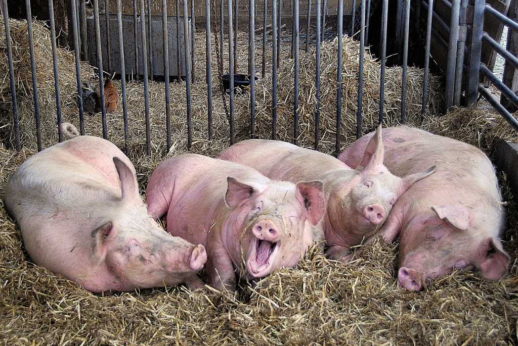 Рацион питания свиней.jpg