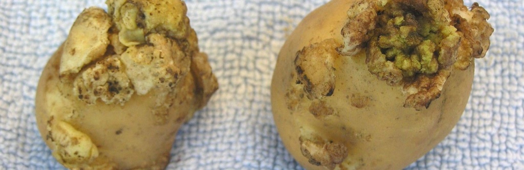Рак картофеля и профилактика заболевания