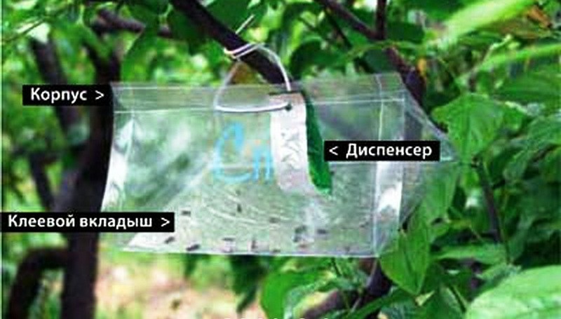 Феромонная ловушка на плодовых деревьях.jpg