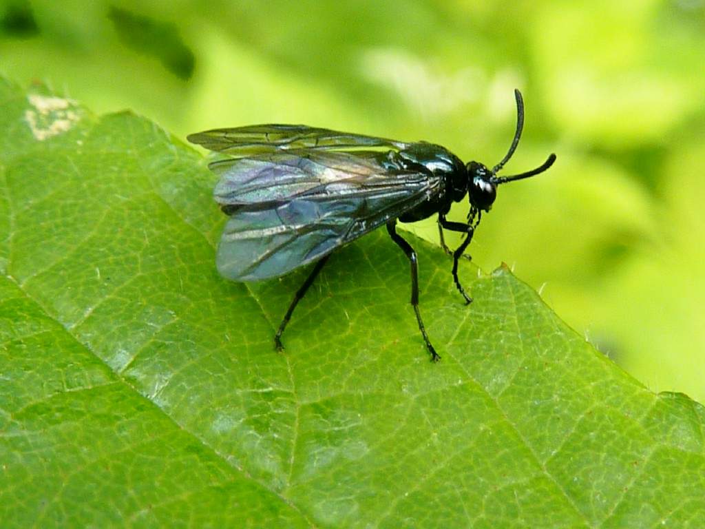 Злаковые мухи – вредители зерновых культур