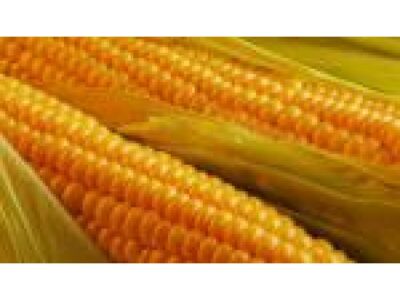 Продам насіння кукурудзи "Афіна" (гібрид)