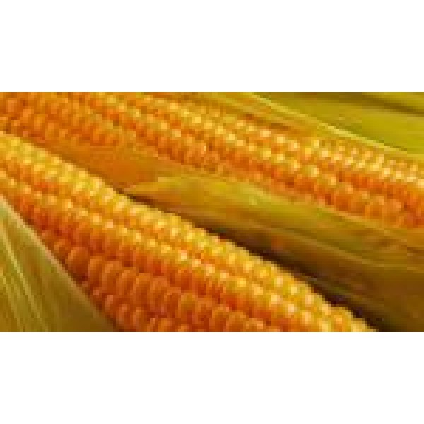 Продам насіння кукурудзи "Афіна" (гібрид)