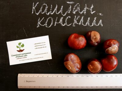 Каштан конский семена (10шт) для выращивания саженцев насіння для саджанців + инструкция