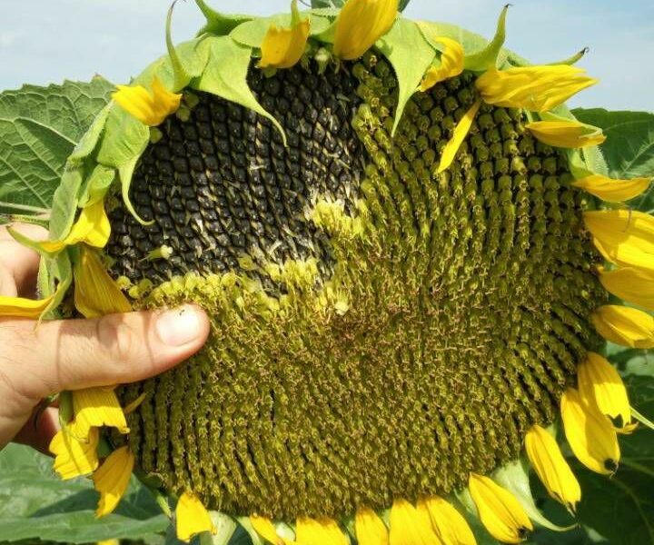 Продаю посівний матеріал соняшника