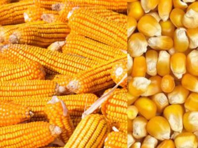 Закупаем зерновые по всем регионам Украины