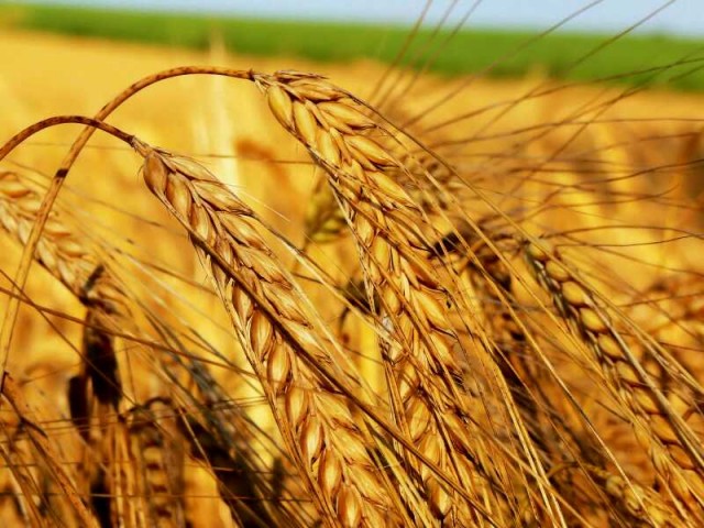 Закупаем новый урожай пшеницы донецкая обл