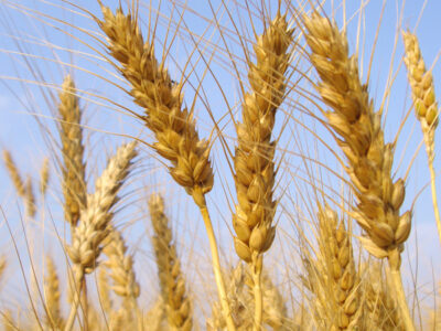 Продам 60 т пшениці