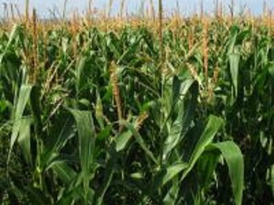 Семена Кукурузы оптом и в розницу