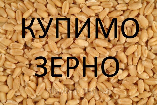 Закупляємо зернові на постійній основі