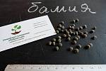 Бамия семена (10 штук) (окра, Абельмош съедобный, гомбо, дамский пальчик)