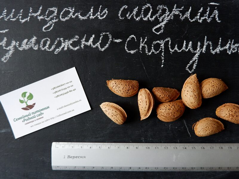 Миндаль сладкий семена (10шт) (насіння мигдаля для саджанців)семечка, косточка для выращивания саженцев