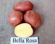 Продам велику картоплю хорошого сорту Белла роса