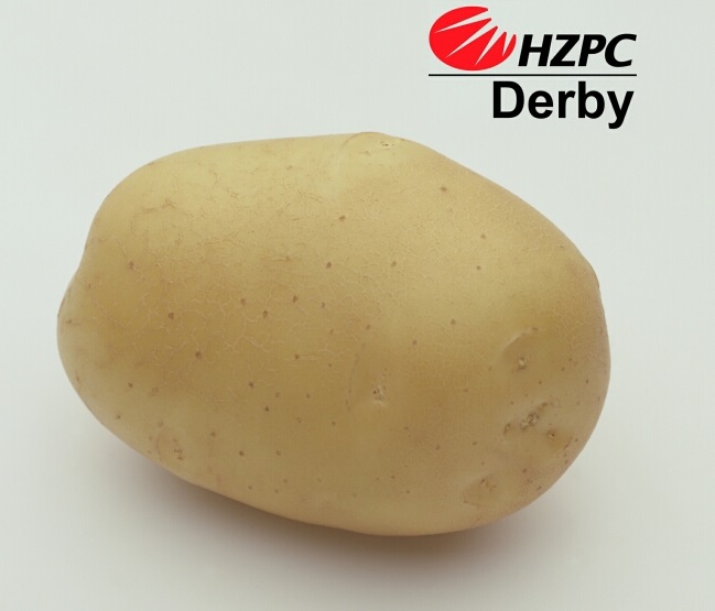 Насіннєва картопля Дербі