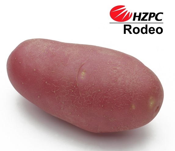 Насіннєва картопля Родео