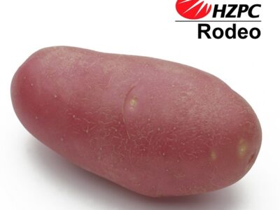 Насіннєва картопля Родео