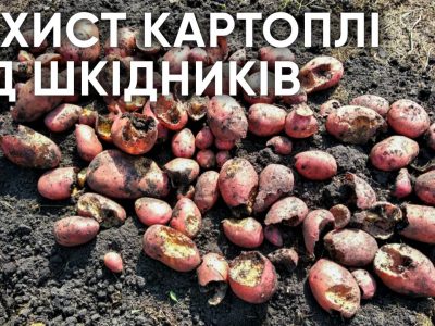 Захист картоплі від шкідників - Enzim Biotech Agro
