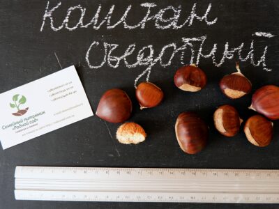 Семена каштана съедобного (10 штук) каштан посевной, орехи для саженцев(каштан їстівний насіння для саджанців)