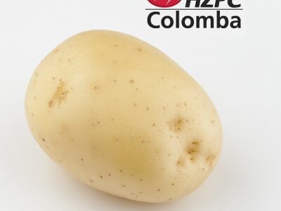 Насіннєва картопля Коломба
