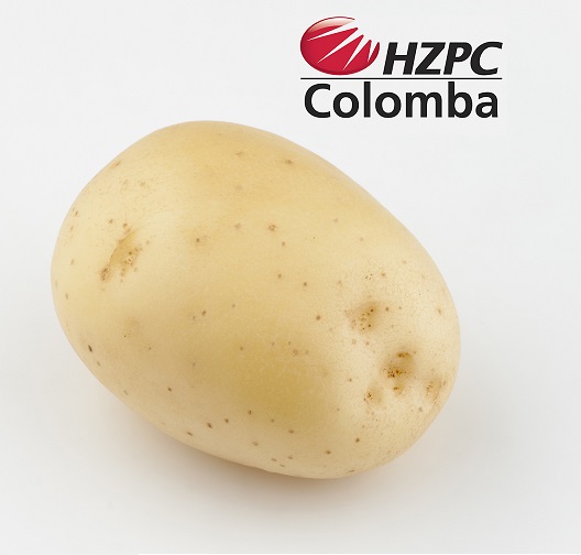 Насіннєва картопля Коломба