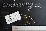 Ашвагандха семена (10 штук) (ашваганда, индийский женьшень) ценное лекарственное растение
