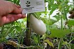 Баклажан белый семена (10 шт), насіння + инструкция + подарок