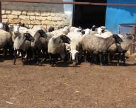 Продам ферму с овцами