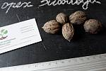 Орех Зибольда семена (10 штук) орех айлантолистный для выращивания саженцев, горіх зібольда насіння
