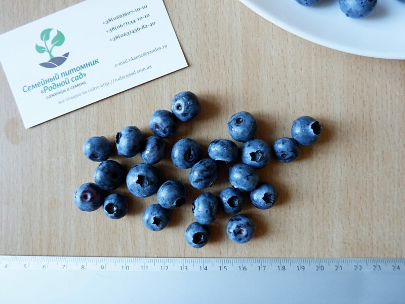 Голубика семена (10 штук) насіння лохини, косточка, семечка для выращивания саженцев + инструкция