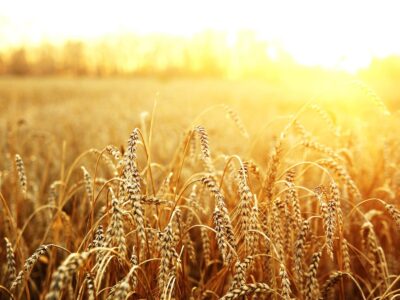 Скупка пшеницы у производителя, дорого