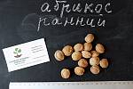 Абрикос ранний (10 штук) семена косточки (для саженцев, насіння для саджанців + инструкция + подарок