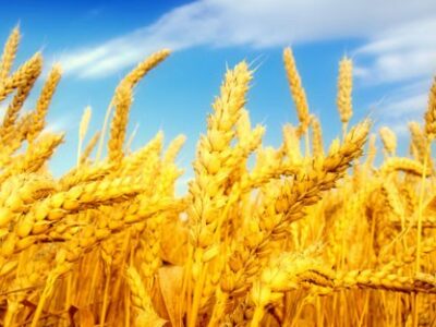 Закупаем пшеницу, кукурузу, ячмень- урожай 2017 года