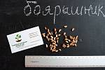 Боярышник семена (10 шт) (насіння глоду для саджанців)семечка, косточка для выращивания саженцев