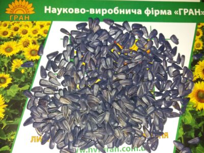 насіння соняшника Нео (107-110 дн.) толерантний до гранстару