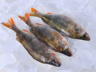 Продажа свежевыловленной рыбы оптом
