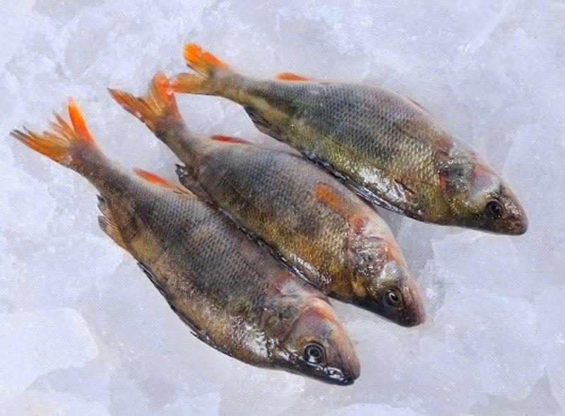 Продажа свежевыловленной рыбы оптом