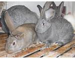 Кролики (середняки) серый великан