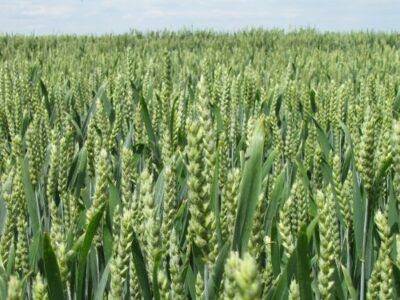 Посівний матеріал озимої пшениці урожаю 2017 року